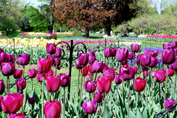 Tulip Fest